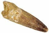 Fossil Spinosaurus Tooth - Real Dinosaur Tooth #301290-1